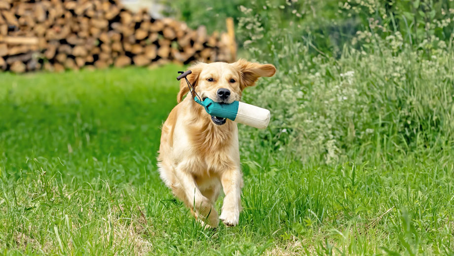 Golden Retriever apportiert einen Dummy