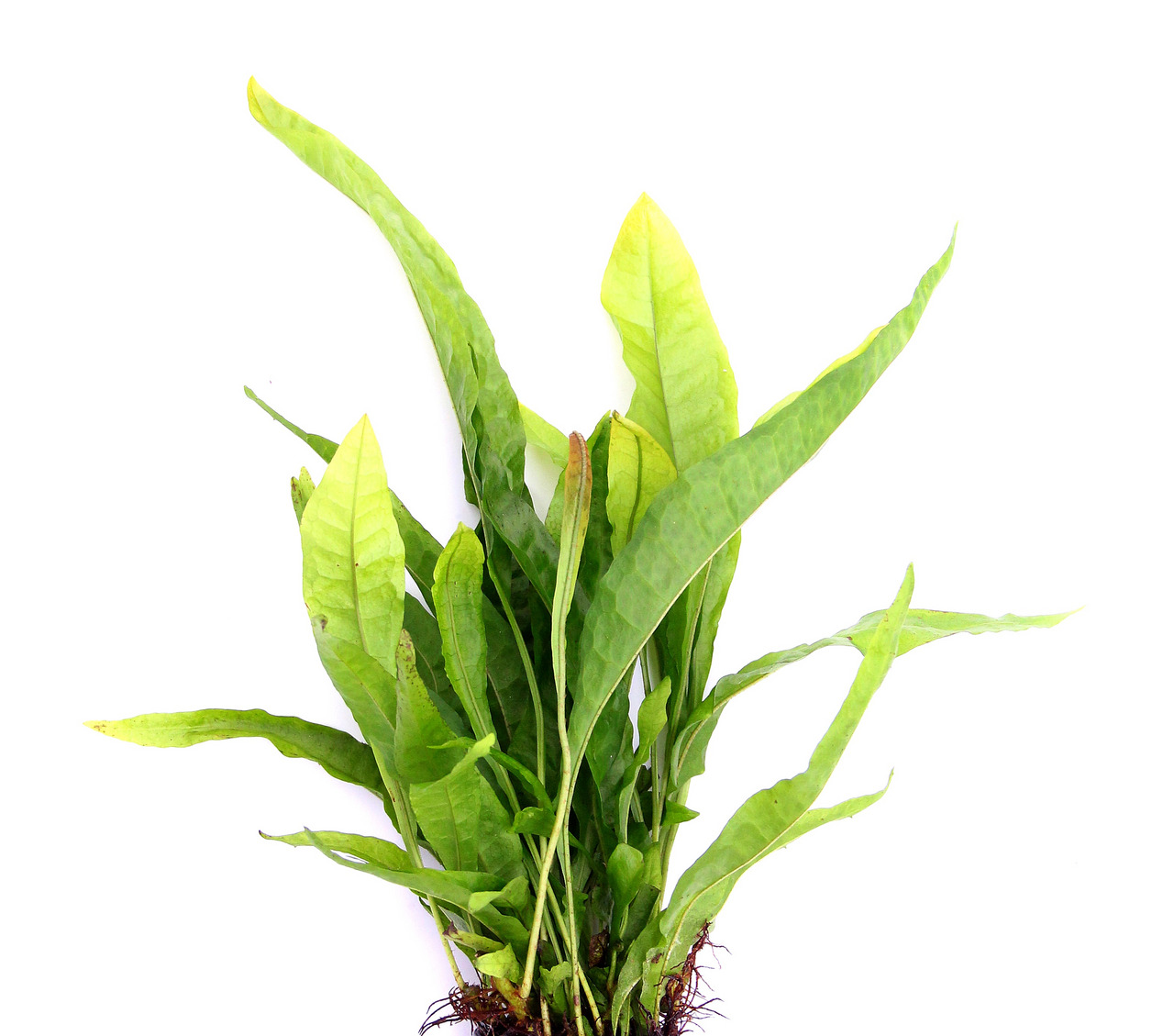 ALOHA Aquarienpflanze, grün, lange schmale Blätter, gewellt, für Aquarienliebhaber, dekorativ, Versteck für Fische, mit Wurzeln.