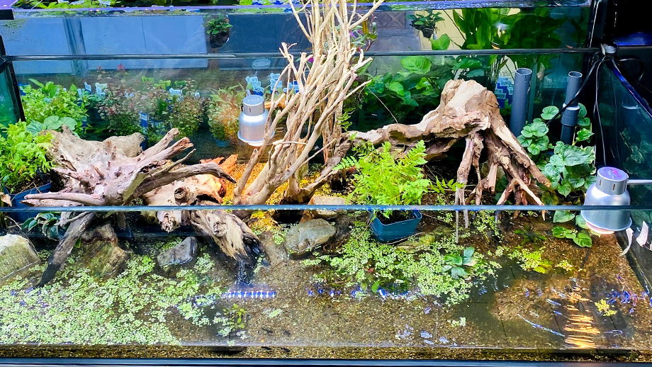 Terrarium mit Land- und Wasserteil