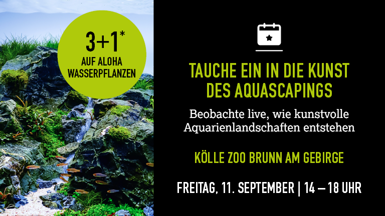 110926 Aquascaping Brunnamgebirge Mobile 768x432px