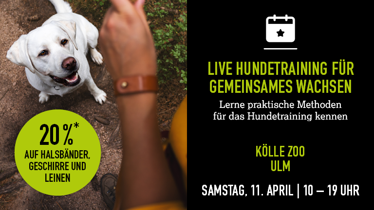 110426 Hundetraining Ulm Mobile 768x432px