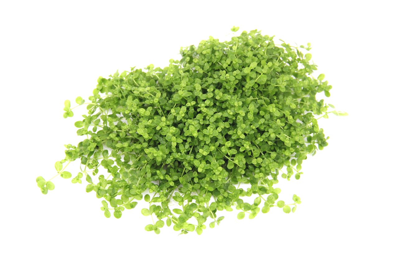 ALOHA Bodendeckerpflanzen, für Aquarien/Terrarien, dicht & feinblättrig, ideal für naturnahe Unterwasserlandschaften.