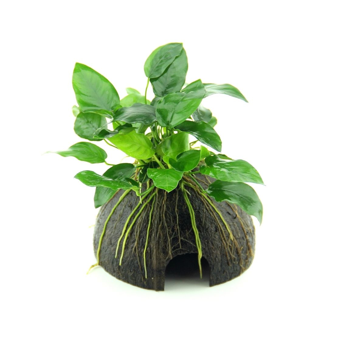 ALOHA Cocosnuss mit Anubias nana