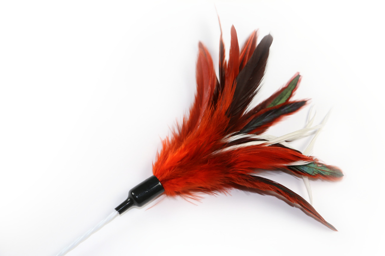 4 bunte Katzenangeln von PORTA, für Katzen jeden Alters, mit farbigen Stäben & Federn. Fördert Bewegung & Spieltrieb.