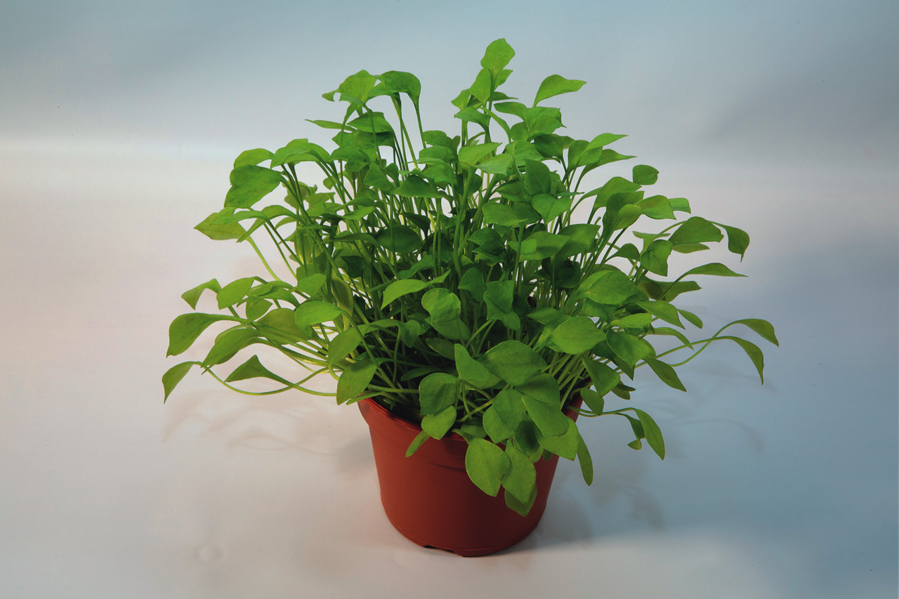 PetSnack Bio-Blattsalat Portulak Topf 11 cm