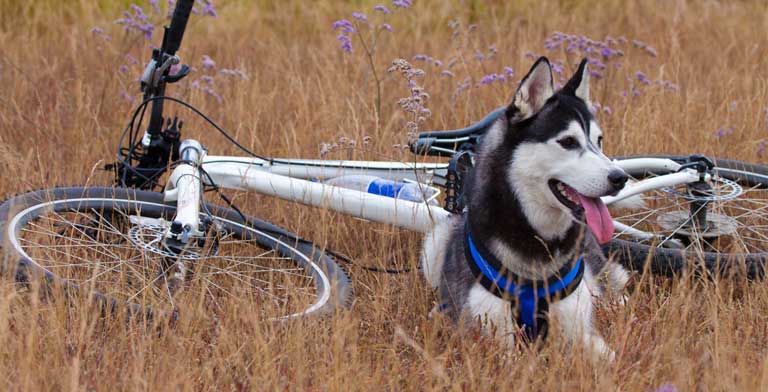 Fahrradfahren mit Hund