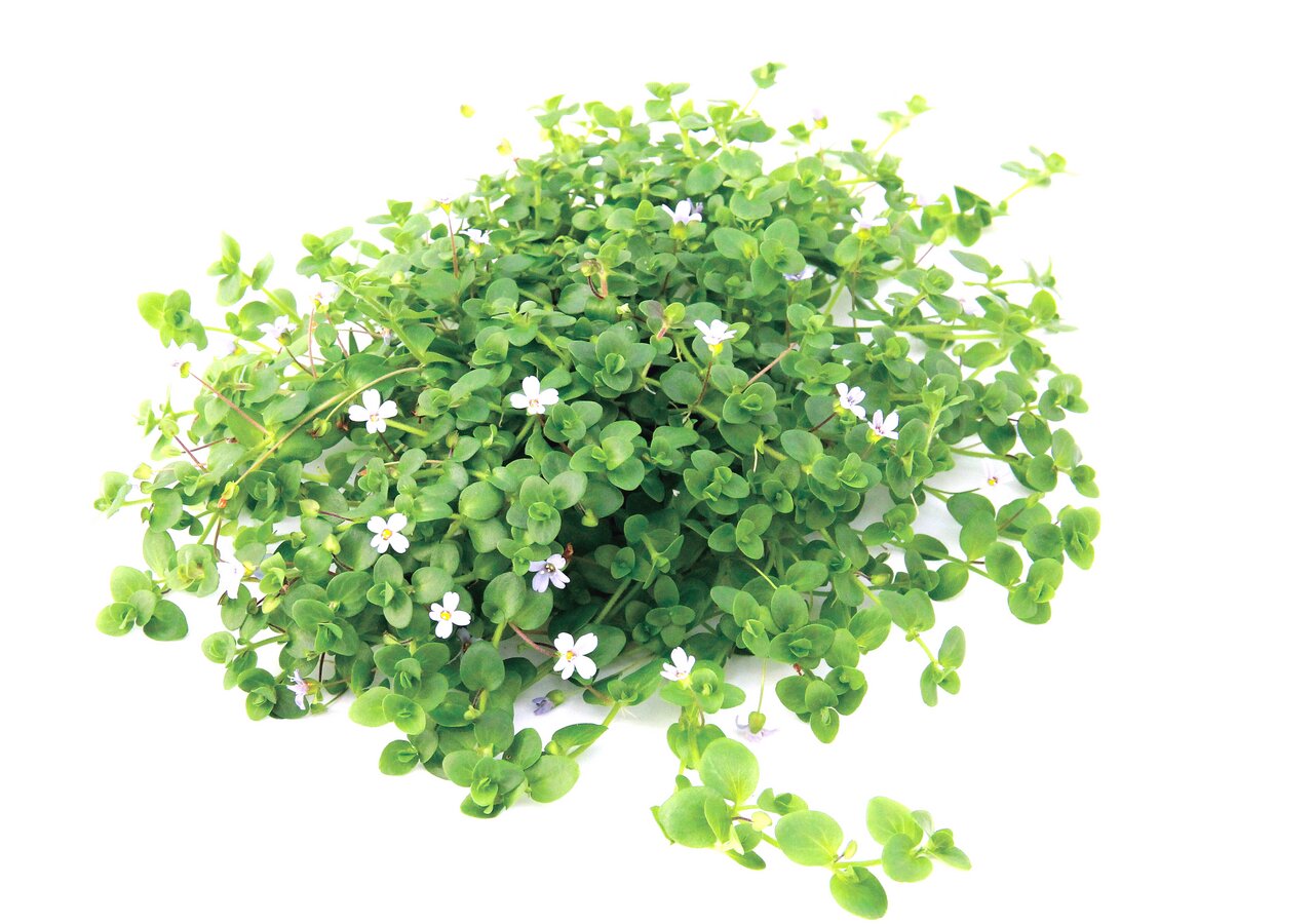 Üppige grüne Pflanze mit zarten weißen Blüten, gleichmäßig verteilt auf dichten Blättern, frisch & gesund, auf weißem Hintergrund.