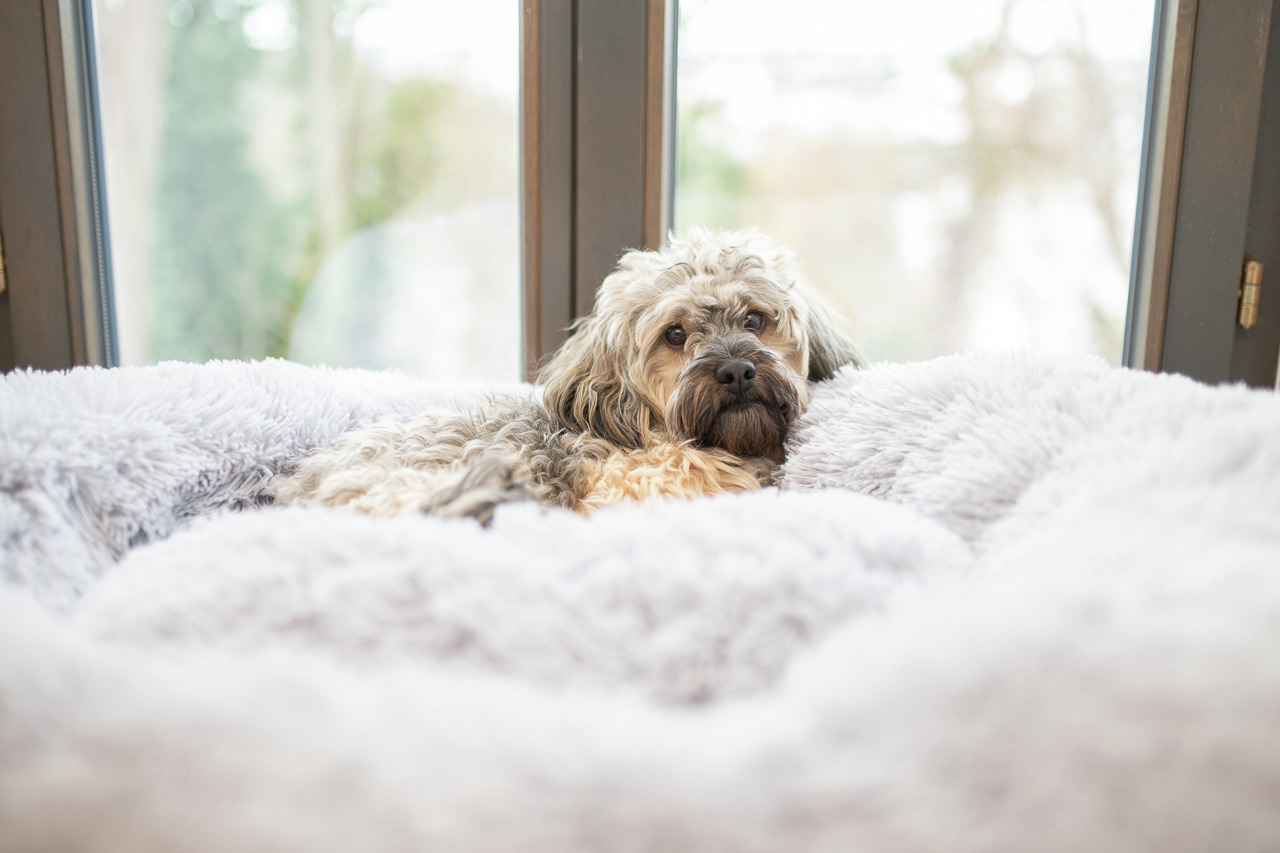 Allpets Hundebett, grau, Plüsch, ideal f. kl.-mittelgr. Hunde, luxuriös, optimaler Komfort.