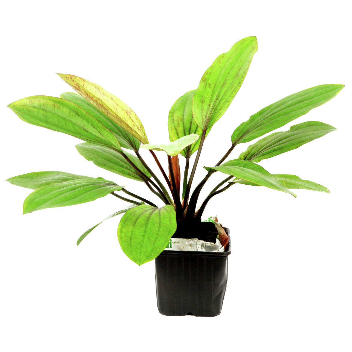 Tropica Echinodorus, grüne Aquarienpflanze im Kunststofftopf, ideal für Süßwasseraquarien.