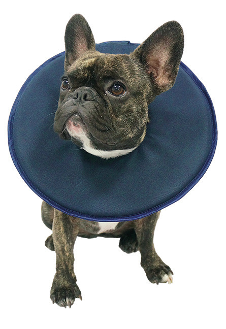 Das Bild zeigt einen kleinen, braun-schwarz gestromten französischen Bulldoggen-Hund, der einen blauen, weichen Schutzkragen der Marke Vetlando trägt. Der Kragen ist für Hunde nach Operationen oder bei Verletzungen geeignet, um das Belecken oder Kratzen z