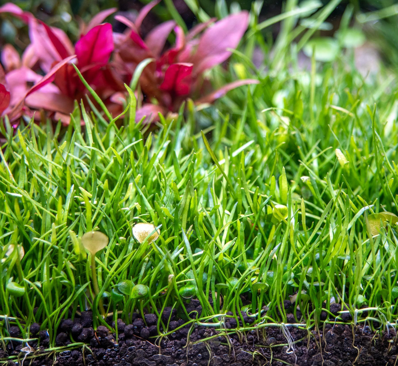 Frischer, grüner Aquarienrasen, dicht & gesund. Perfekt für Aquarienliebhaber zur Gestaltung natürl. Unterwasserlandschaften.