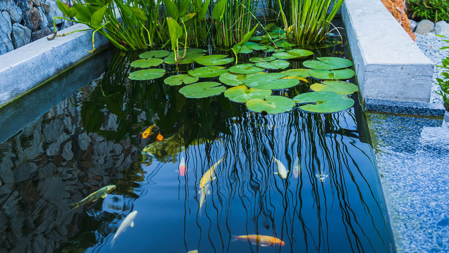 Klarer Gartenteich mit Seerosen und ruhig schwimmenden Fischen.