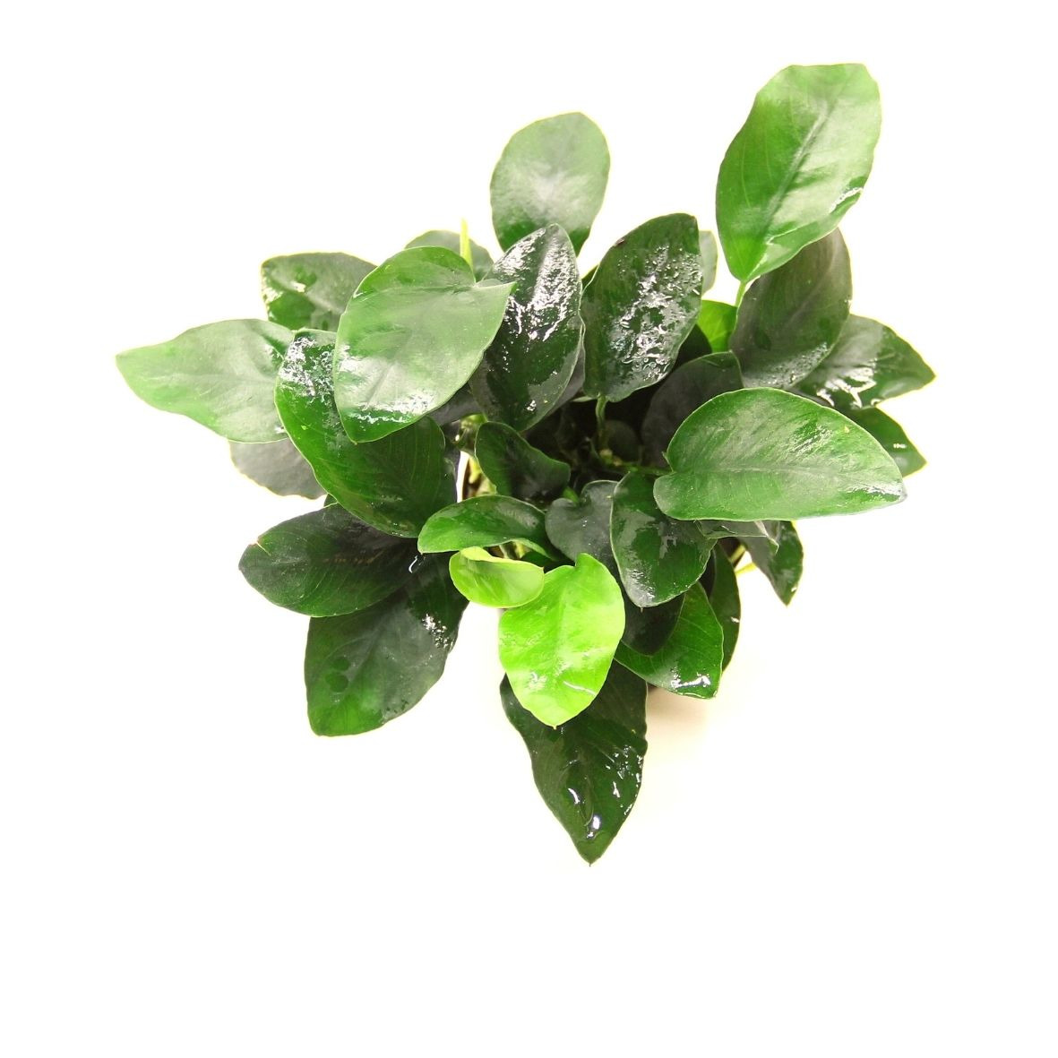 ALOHA Anubias barteri nana