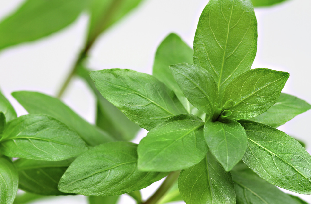 ALOHA Hygrophila polysperma PG2 Bild 2