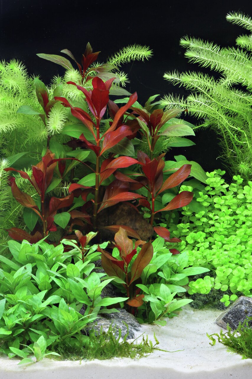 Üppig bepflanztes Aquarium mit Wasserpflanzen in Grün- & Rottönen, hellem Sandboden, Moos, kleinen Steinen & dekorativen Akzenten.
