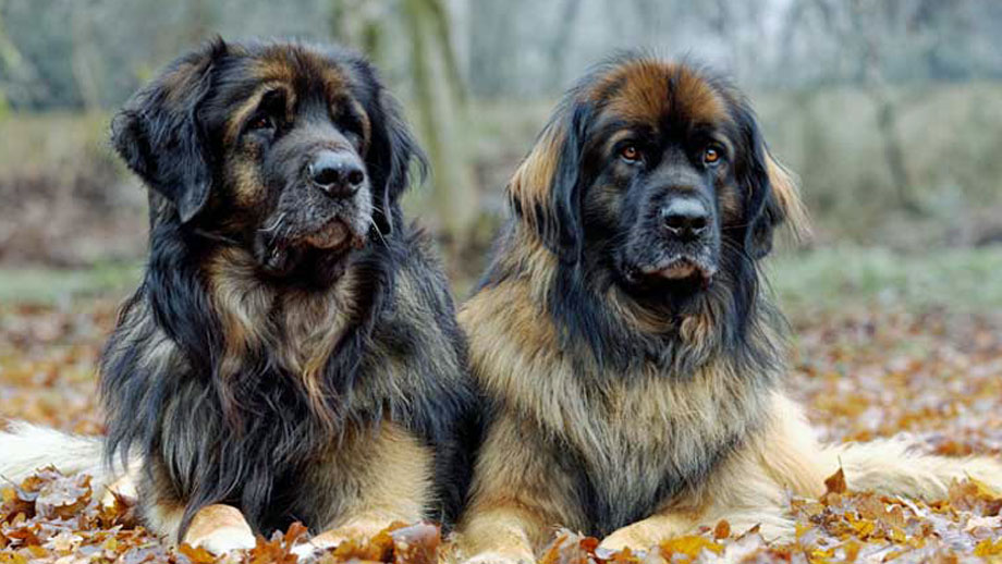 Zwei große Leonberger nebeneinander liegend.