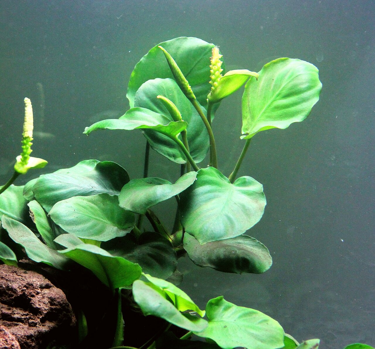 ALOHA Anubias barteri auf Wurzel