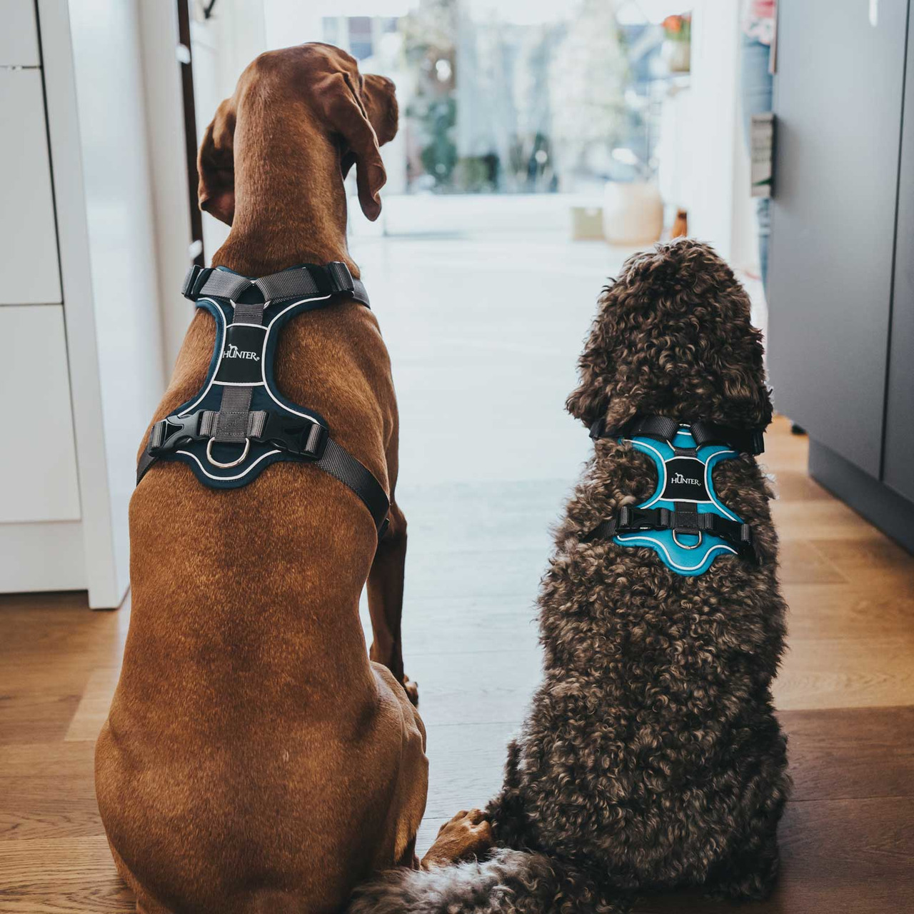 Zwei Hunde sitzen nebeneinander in einem modernen Innenraum und tragen ergonomische Geschirre der Marke HUNTER. Das linke Geschirr ist schwarz, das rechte hat blaue Akzente. Zielgruppe: Hundehalter. Die Geschirre bieten Komfort und Sicherheit für Spazierg