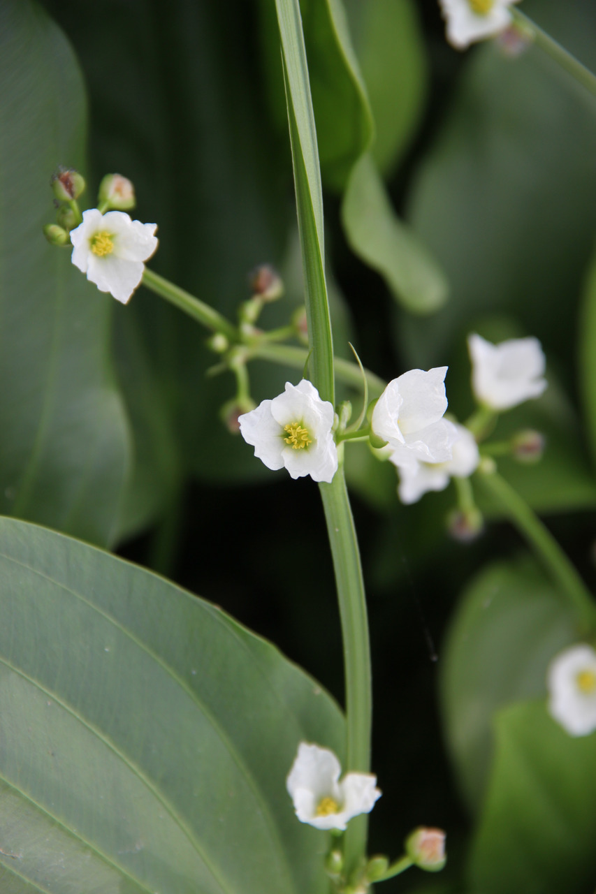 Das Bild zeigt eine Nahaufnahme von zarten, weißen Blüten einer Wasserpflanze, vermutlich aus der Familie der Froschlöffelgewächse (Alismataceae). Die Blüten haben drei weiße Blütenblätter und gelbe Staubblätter in der Mitte. Im Hintergrund sind große, gr