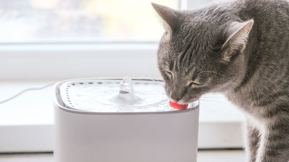 Katze trinkt aus einem Trinkbrunnen