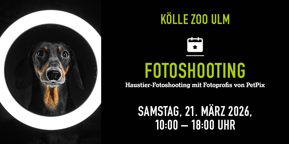 Hund schaut durch runden Lichtring, Infos zu Fotoshooting im Kölle Zoo 