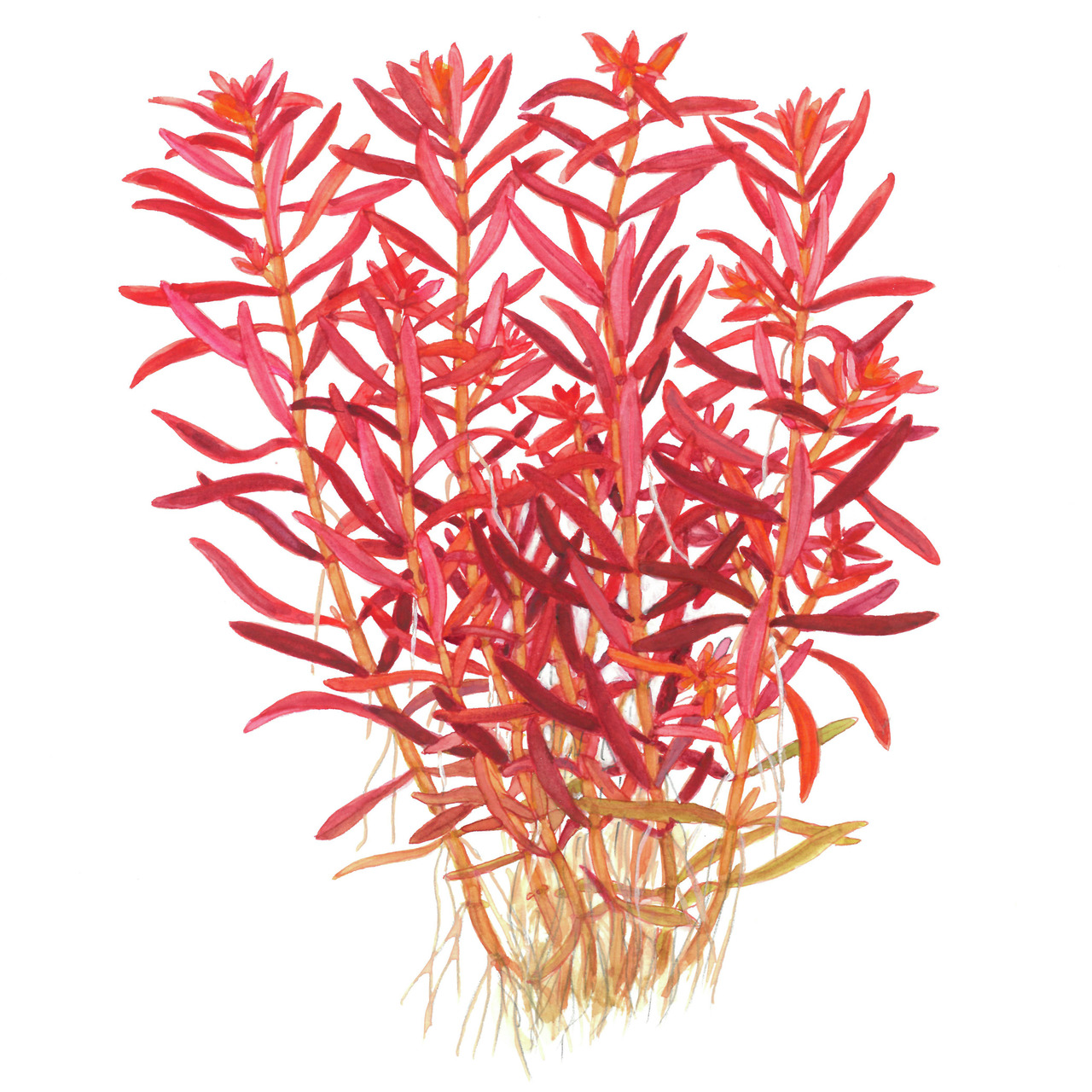 Rotala rotundifolia BLOOD RED 1-2-GROW