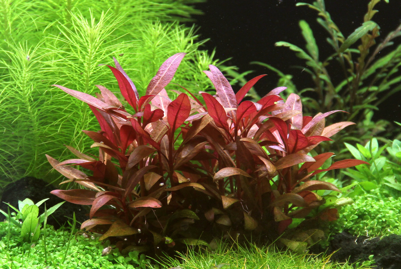 Alternanthera reineckii, Wasserpflanze für Aquarien, rote Blätter, starker Kontrast, ideal für Farb-Akzente, perfekt für Aquarienfans.