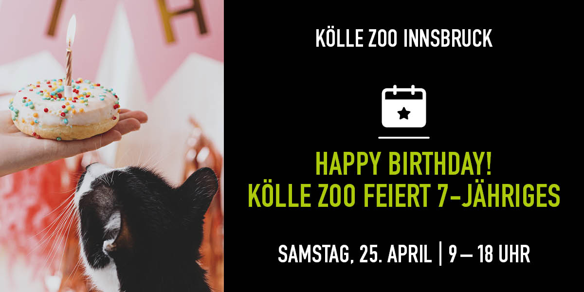 Katze schaut hoch auf Hand mit Geburtstagskuchen. Rechte Seite Infos zum Event.