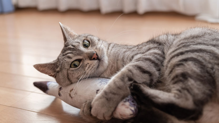 Katze und Spielzeug