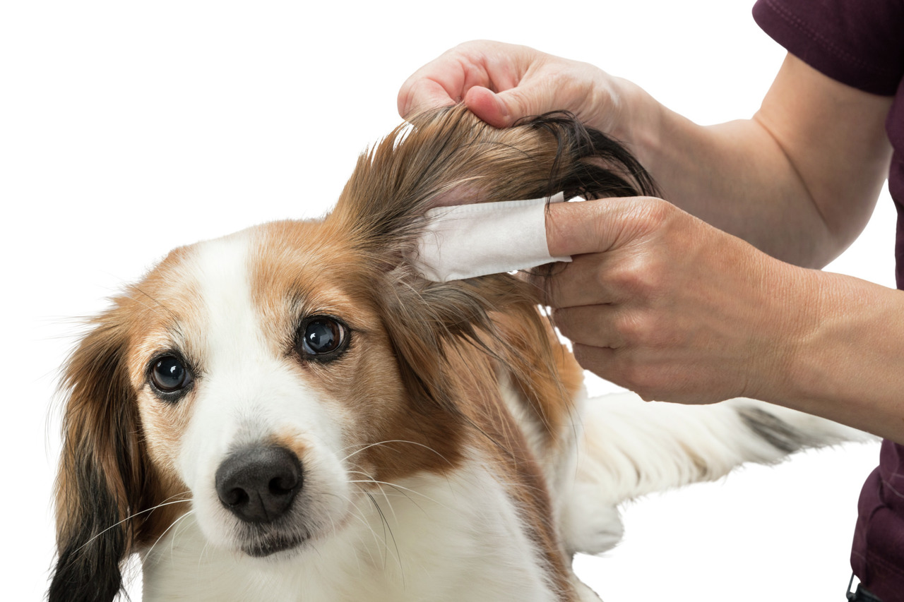 TRIXIE Ear Care Ohrenpflege Fingerpads 50 Stück