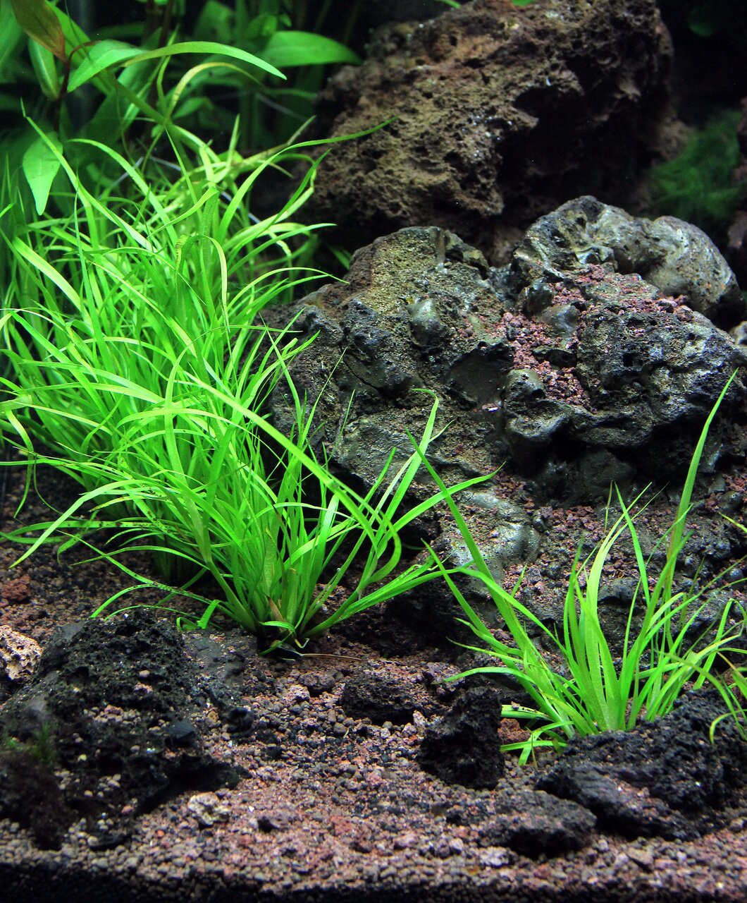 Aquarien-Set mit Pflanzen & vulkan. Steinen, ideal für Süßwasserfische. Natürl. Design, harmonisch & funktional.