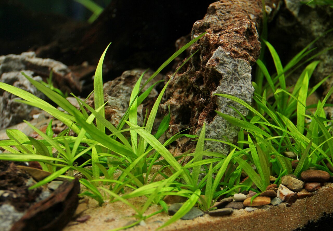 Das Bild zeigt eine Nahaufnahme eines Aquariums mit üppigem, grünem Wasserpflanzenbewuchs, darunter Vallisneria-Arten, die sich auf sandigem Boden ausbreiten. Im Hintergrund sind dekorative Steine und Felsen zu sehen, die eine natürliche Unterwasserlandsc