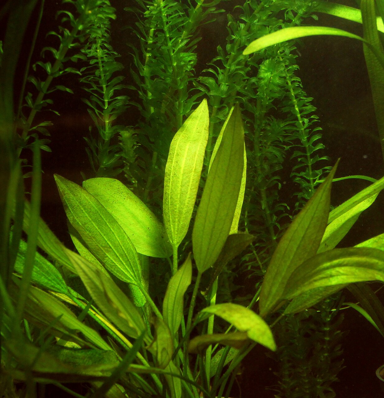 Üppige Unterwasserlandschaft mit grünen Wasserpflanzen im Aquarium, ideal für Aquarienliebhaber. Natürliche, beruhigende Atmosphäre.