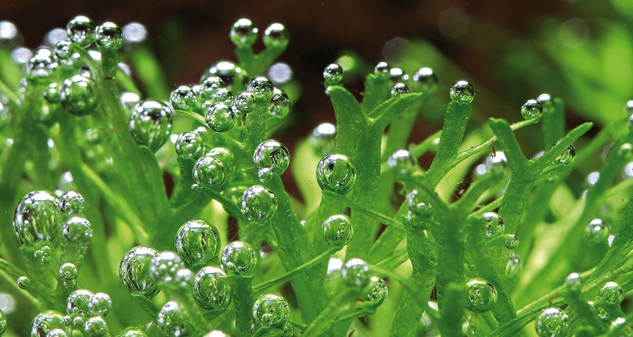 Frisches, grünes Wasserpflanzenlaub mit Sauerstoffblasen, schimmernd im Licht – ideal für Aquarien, vermittelt Reinheit & Vitalität.