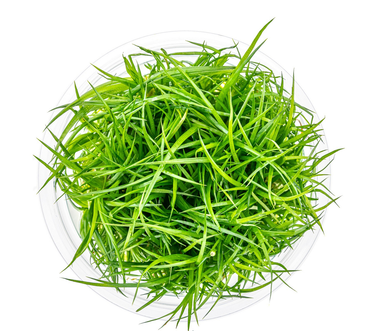 ALOHA Katzengras, für Katzen, unterstützt Verdauung & Wohlbefinden, in transparenter Schale mit großzügiger Menge saftig grünem Gras.