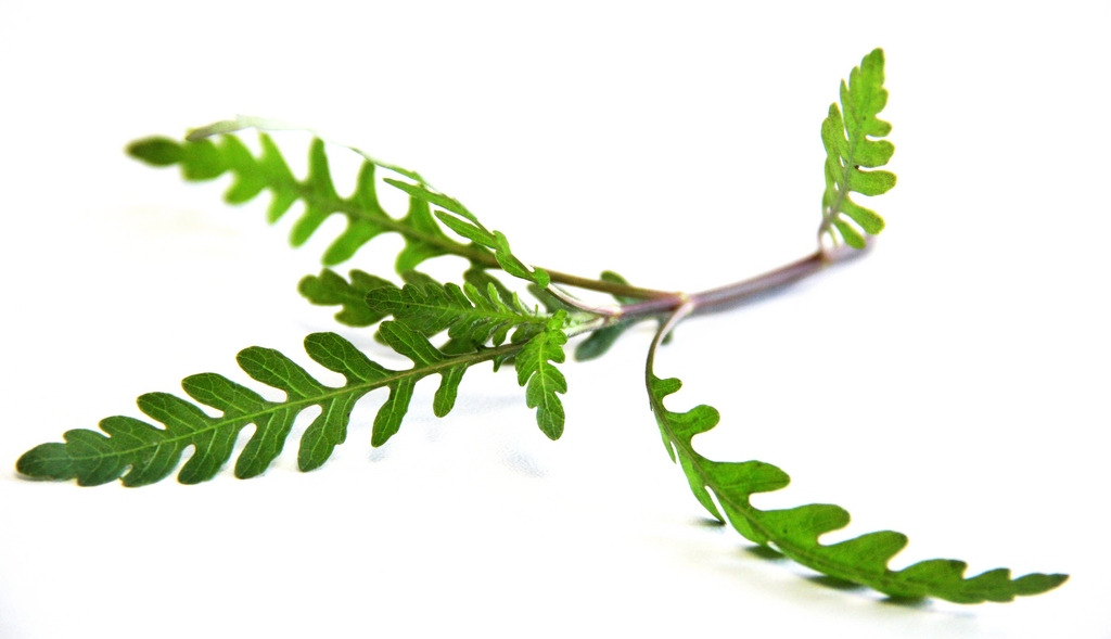 Das Bild zeigt einen frischen Zweig Rucola mit leuchtend grünen, gezackten Blättern auf einem weißen Hintergrund. Die Blätter sind zart und haben eine charakteristische Form, die typisch für Rucola ist. Der Zweig wirkt frisch geerntet und eignet sich idea