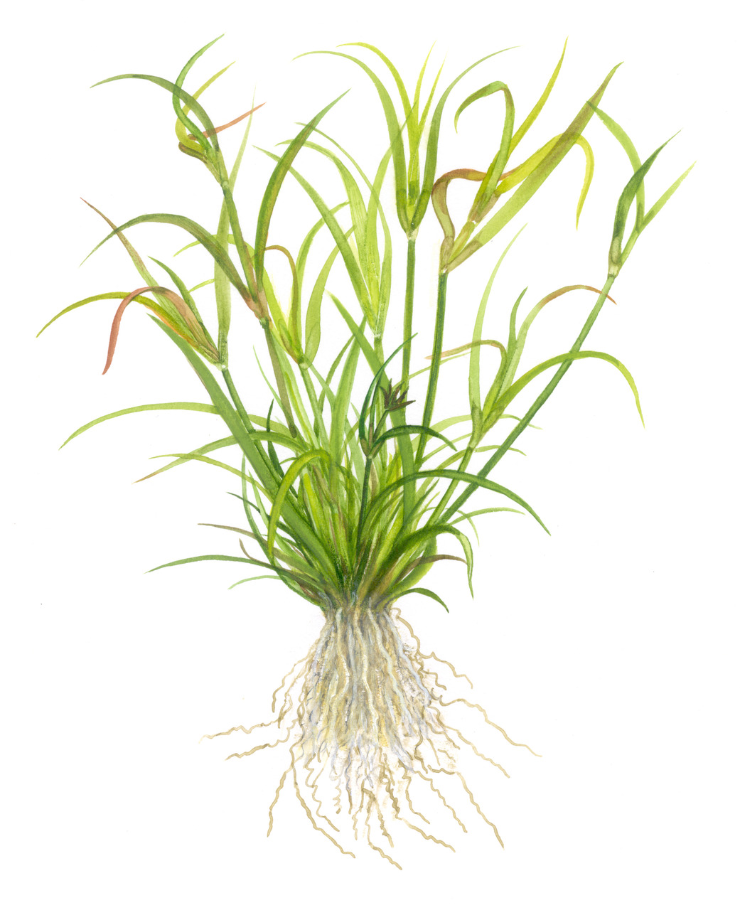 Tropica Eleocharis acicularis 'Mini', für Aquarienliebhaber, dichte grüne Bodendeckerpflanze, pflegeleicht, fördert Ökosystem.