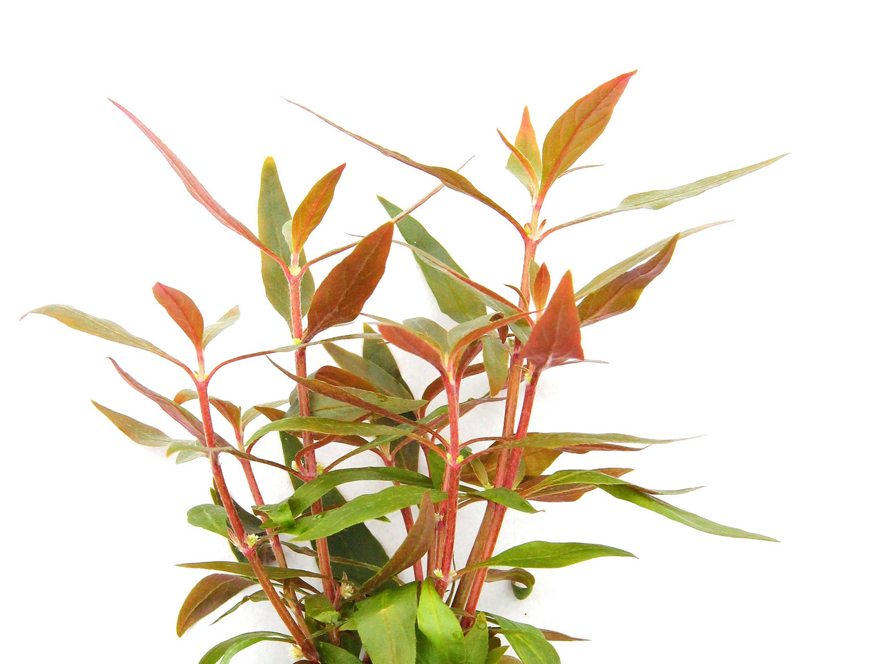 Ludwigia repens, Wasserpflanze, ideal f. Aquarien, rote-grüne Blätter, Versteckmglk. f. Fische, gesund, kräftig, Unterwasserdesign.