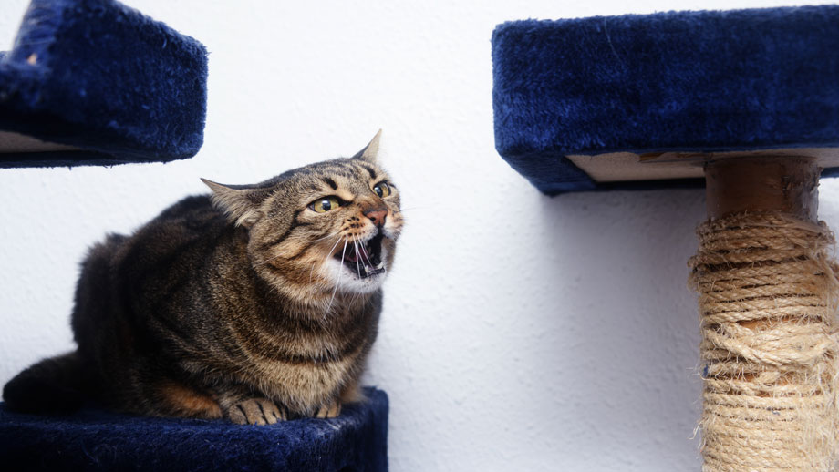 Braun gescheckte Katze sitz in geduckter Haltung  mit angelegten Ohren auf Kratzbaum