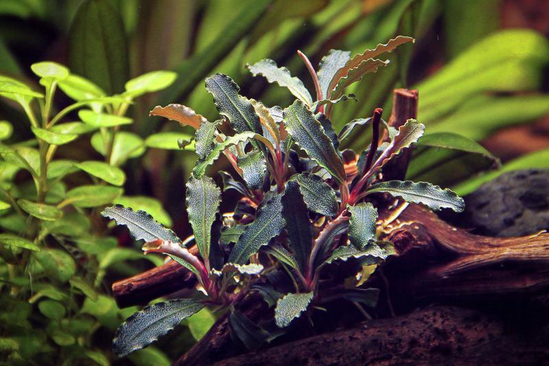 ALOHA Bucephalandra sp. RED SCORPIO