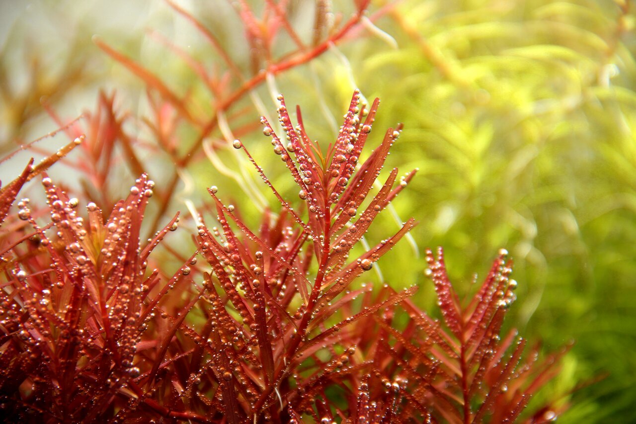 Nahaufnahme von roten & grünen Wasserpflanzen im Aquarium. Rote Pflanzen mit Sauerstoffblasen, grüne Pflanzen schaffen lebendige Optik.