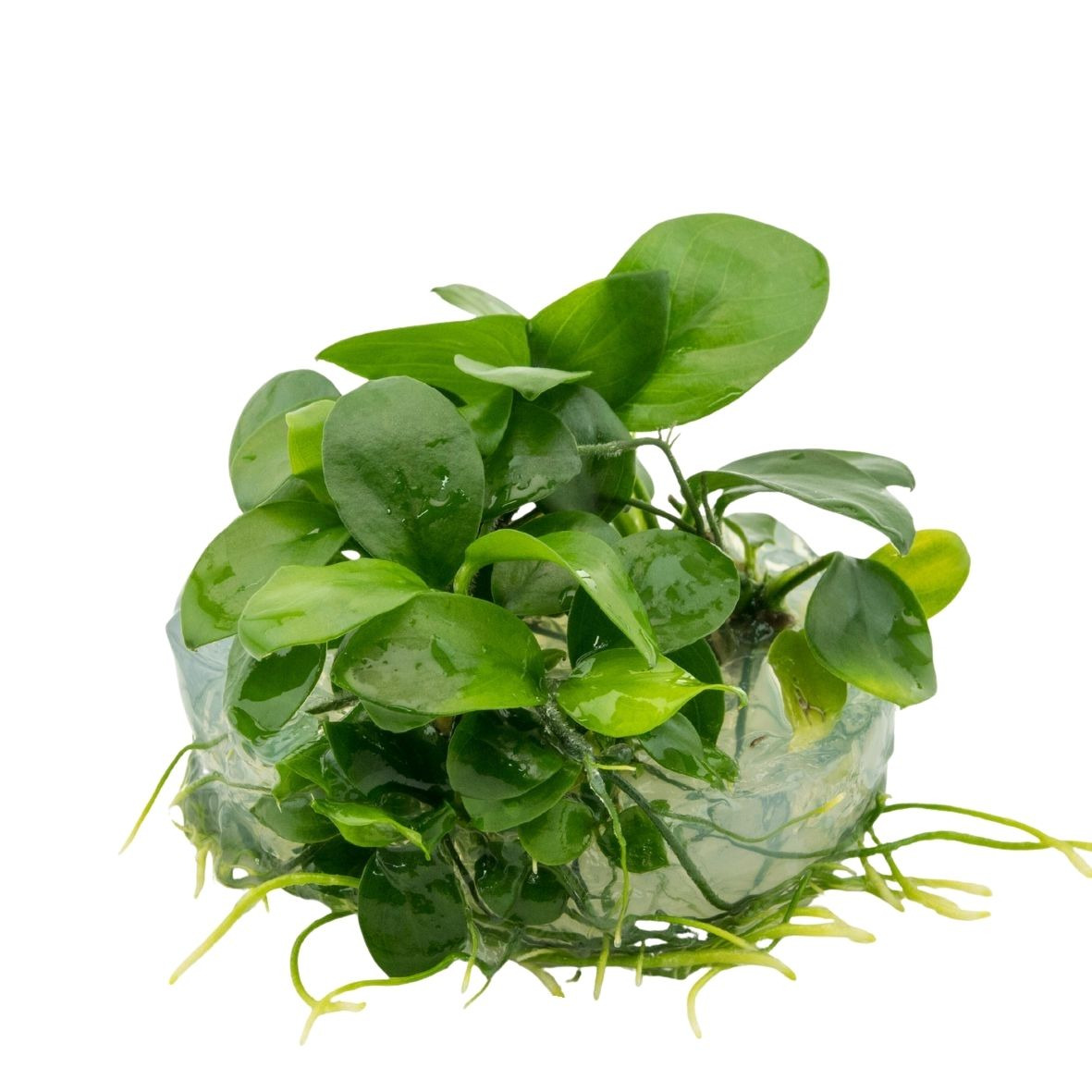 ALOHA Anubias barteri var. nana C151