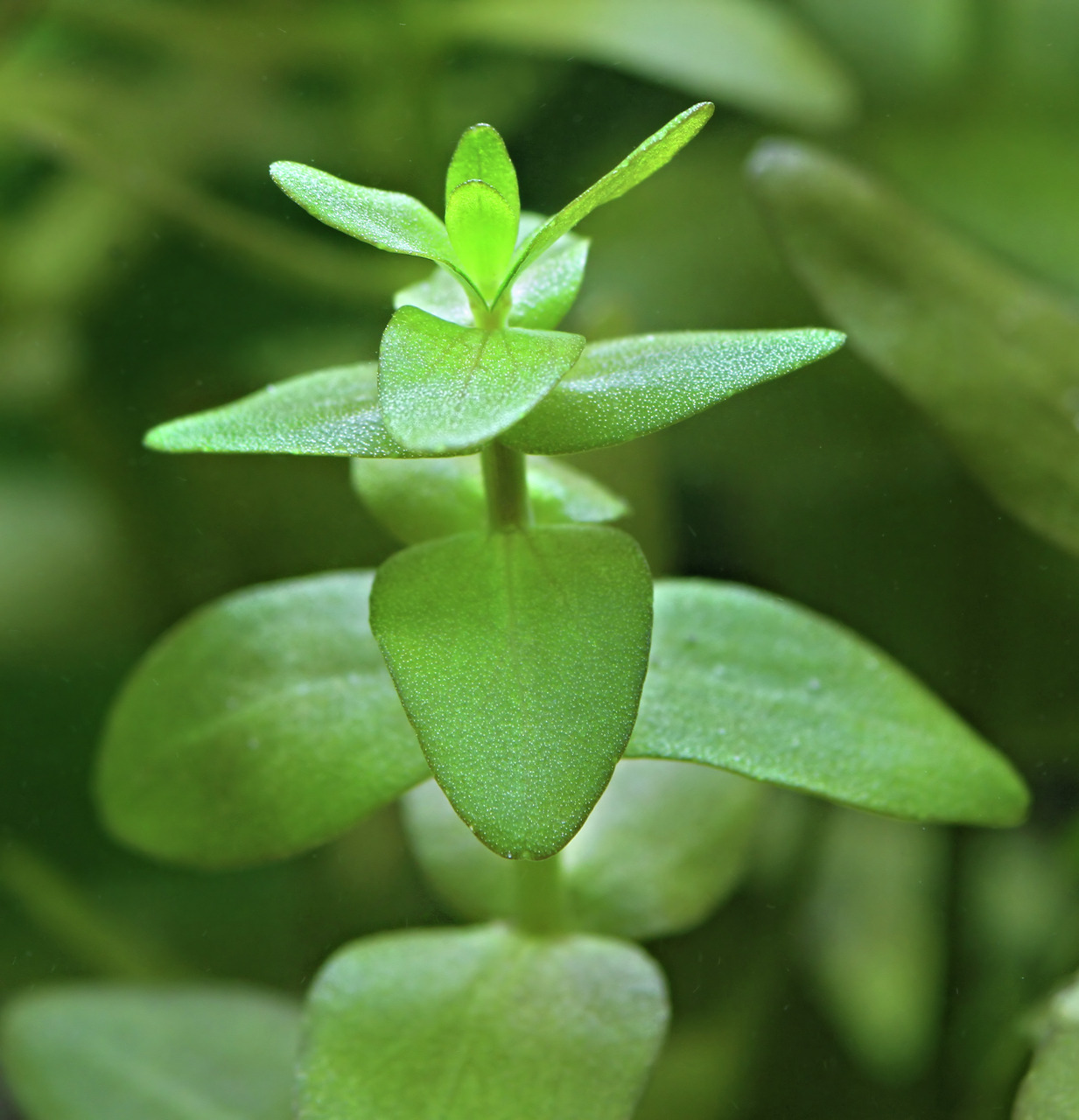 Das Bild zeigt eine Nahaufnahme der Wasserpflanze Bacopa caroliniana, die durch ihre leuchtend grünen, ovalen Blätter auffällt. Die Pflanze wird häufig in Aquarien verwendet und ist für ihre pflegeleichte Natur bekannt. Sie wächst in aufrechter Form und e