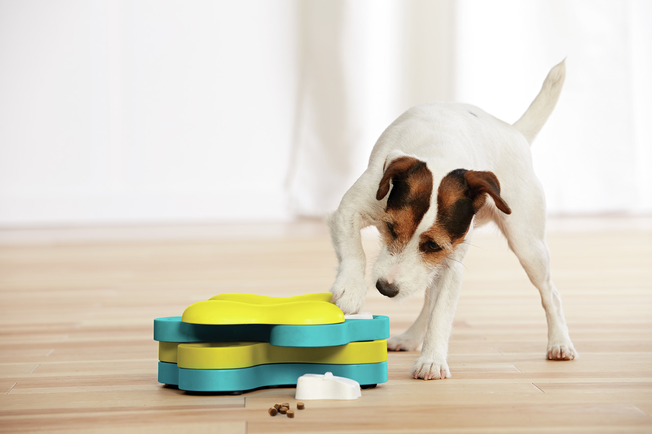 Interaktives Hundespielzeug „Dog Tornado“ von Outward Hound, für Hunde aller Größen, fördert Geist, langsames Fressen, Gelb/Blau.