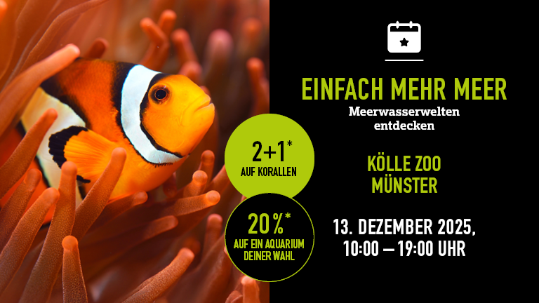 131225 Mehrmeer Mnster Mobile 768x432px