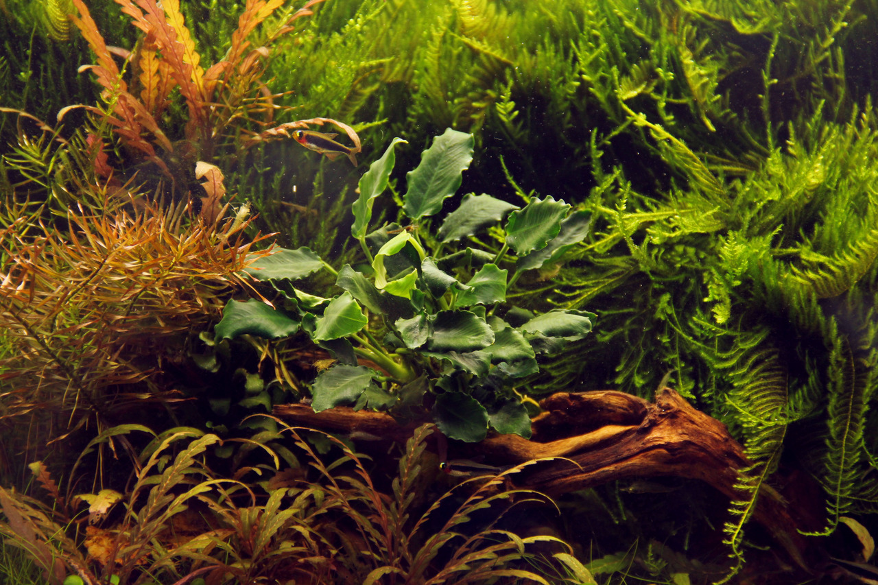 Üppig bepflanztes Aquarium mit Anubias barteri auf Holz, Farnen & rötl. Pflanzen – nat. Unterwasserlandschaft für Aquarienfans.