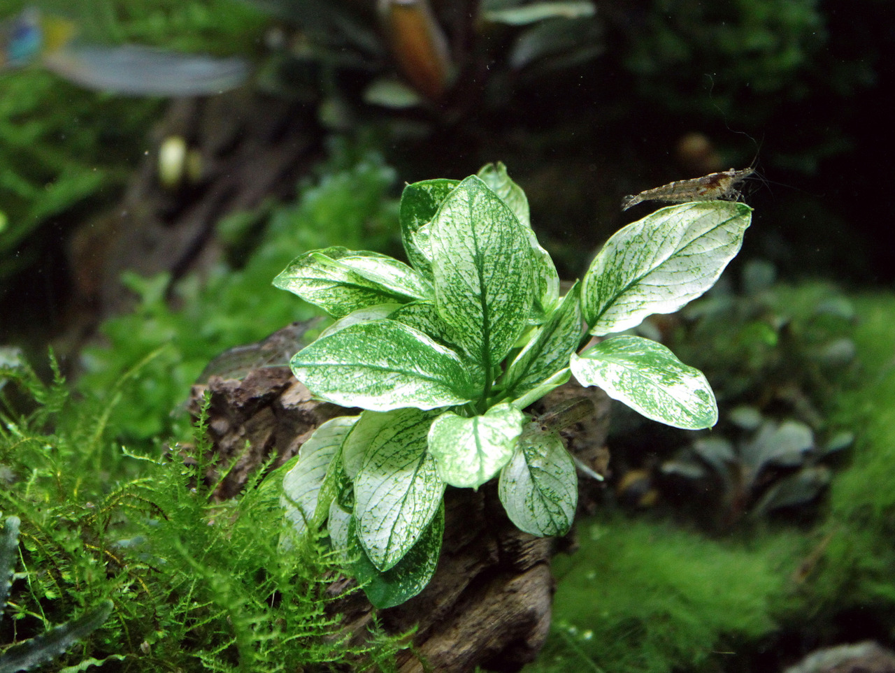 Das Bild zeigt eine grün-weiß gemusterte Aquarienpflanze der Art Anubias barteri variegata, die auf einem Stück Holz in einem üppig bepflanzten Aquarium wächst. Im Hintergrund sind Moose und weitere Pflanzen zu sehen. Eine kleine Garnele sitzt auf einem d