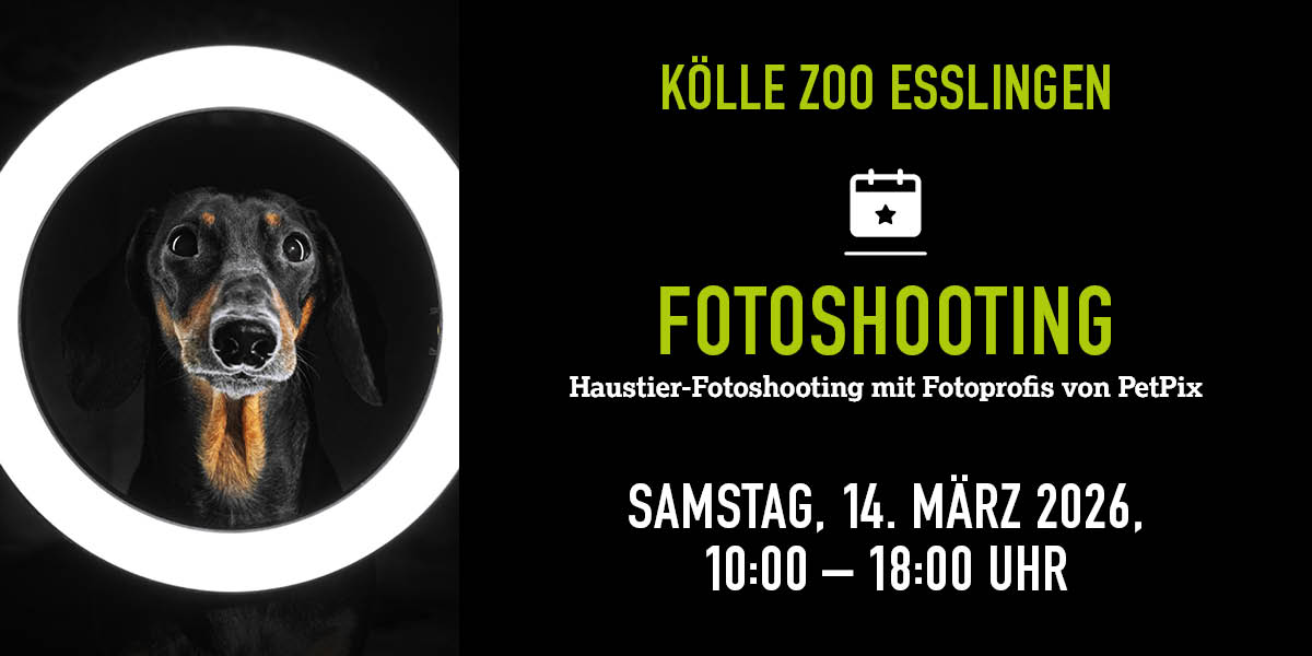 Hund schaut durch runden Lichtring, Infos zu Fotoshooting im Kölle Zoo 