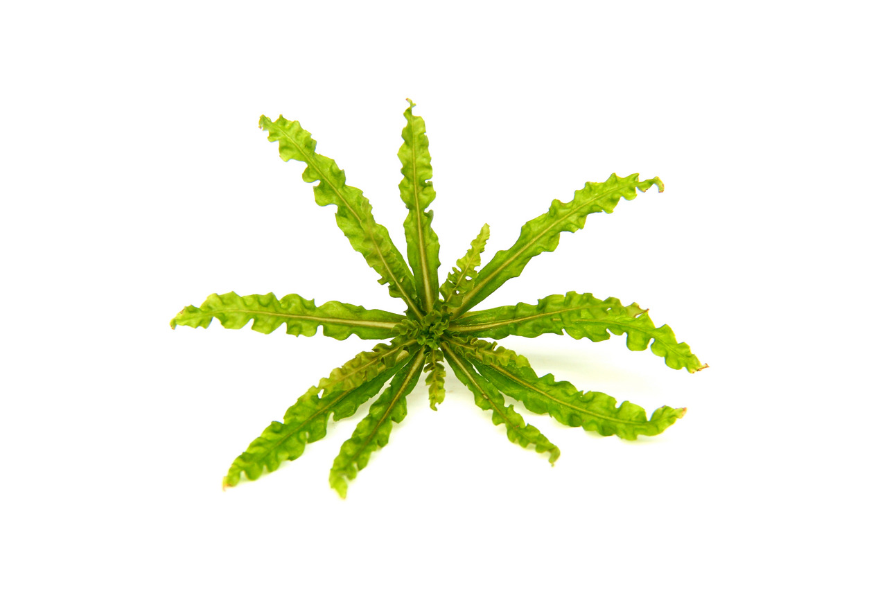 Cryptocoryne crispatula var. balansae, ideal f. Süßwasseraquarien, dekorativ, Versteckmglk. f. Fische, frisch, gesund.