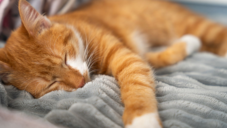 Durchfall kann mit Muedigkeit einhergehen.